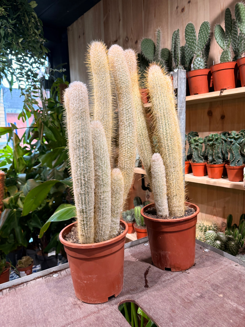 Austrocephalocereus dybowskii XXL