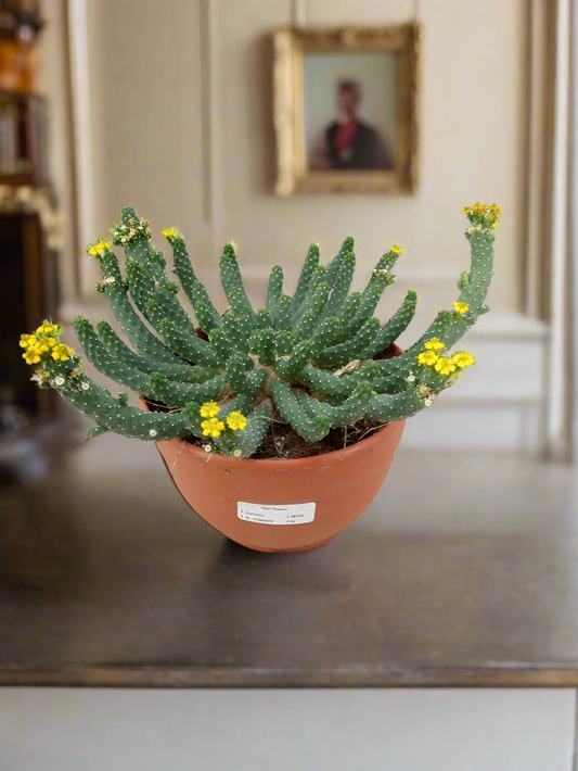 Euphorbia ‘Medusa’s Head’ (Euphorbia flanaganii)