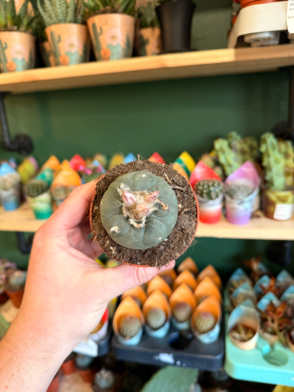 Lophophora Williamsii