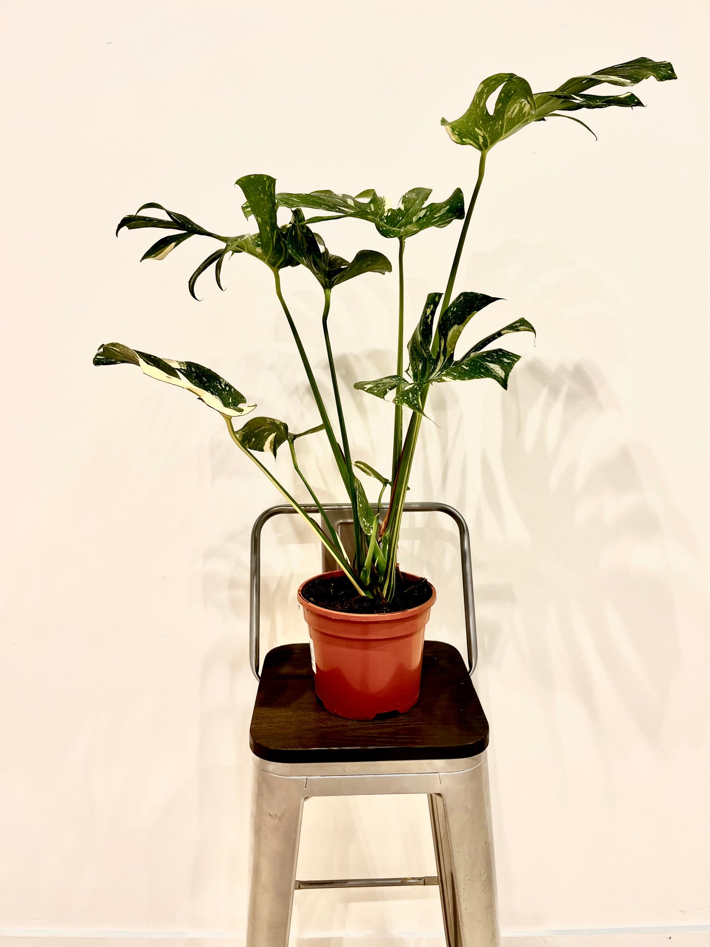 Monstera Thai Constellation 3L Pot