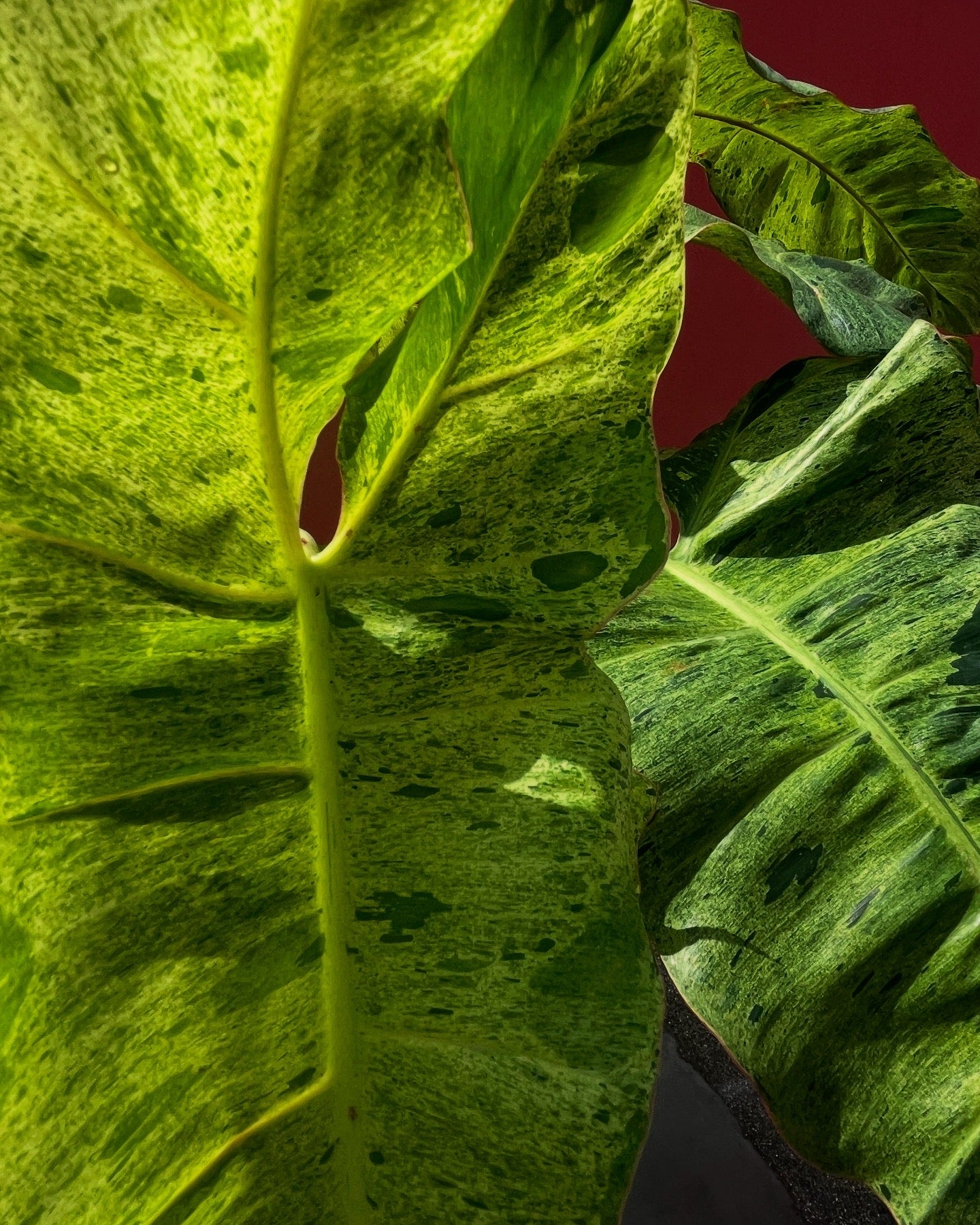 Philodendron ‘Paraiso Verde’ (Variegated)
