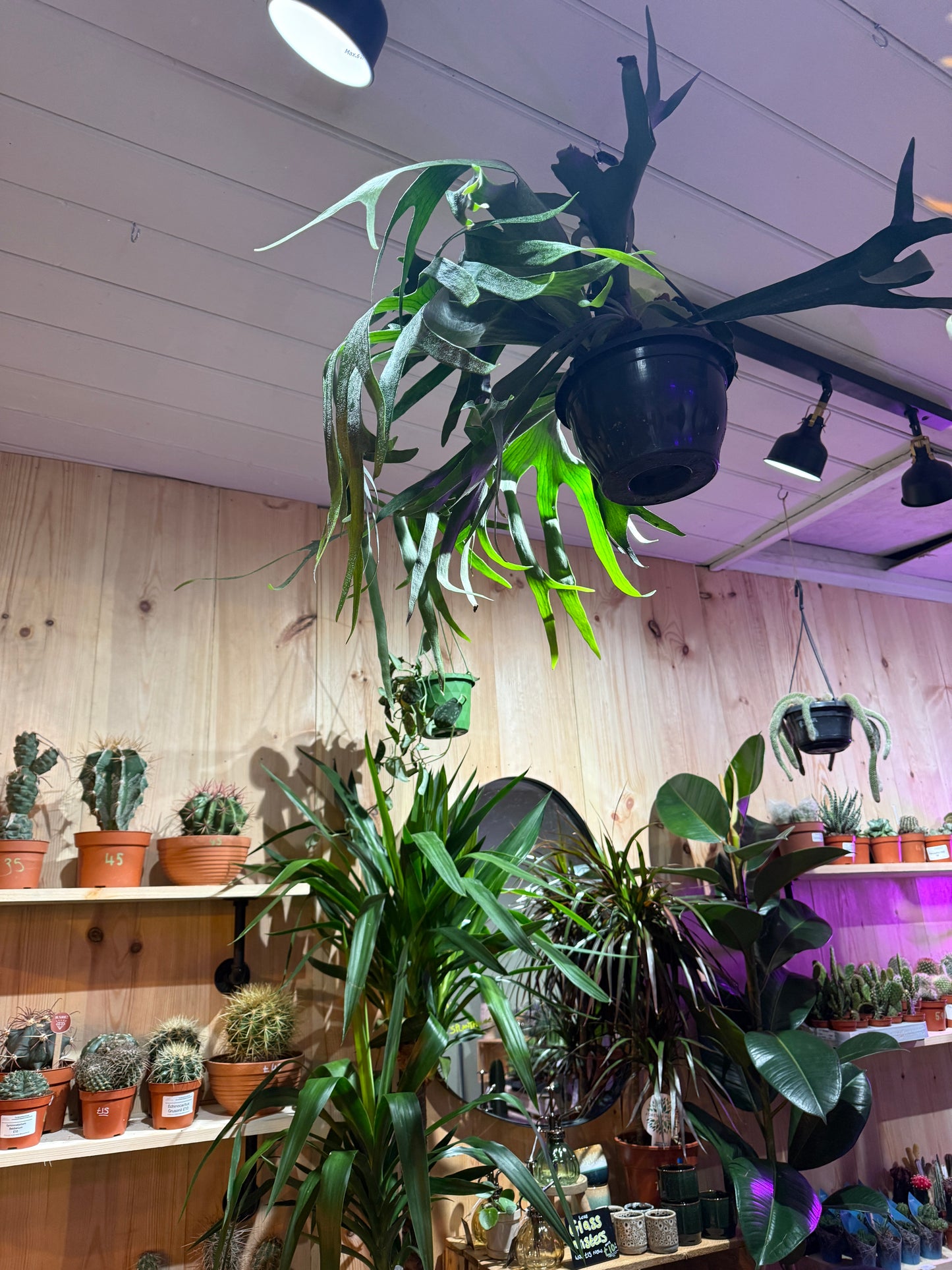 Platycerium bifurcatum – The Majestic Staghorn Fern