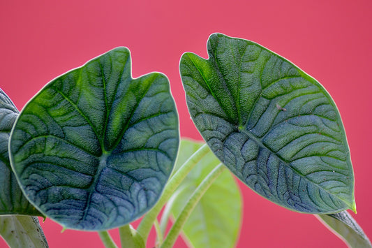 Alocasia melo