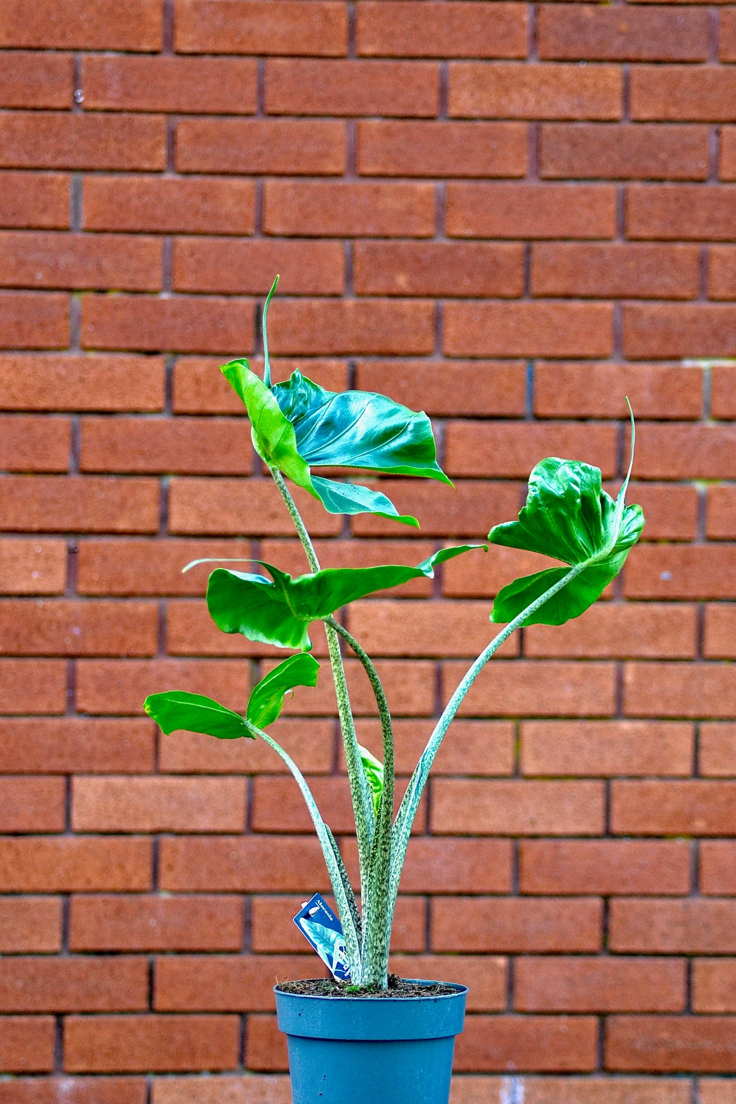 Alocasia macrorrhiza 'Stingray'
