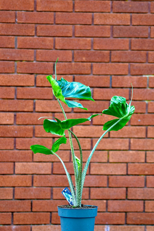 Alocasia macrorrhiza 'Stingray'