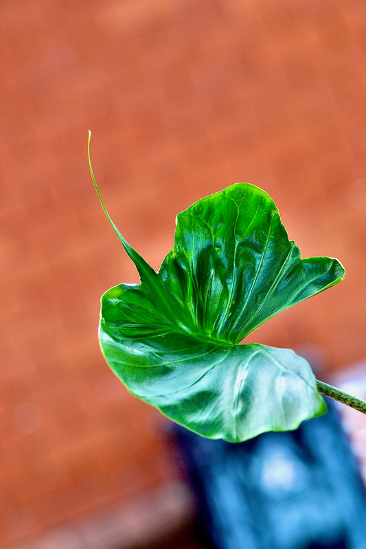 Alocasia macrorrhiza 'Stingray'