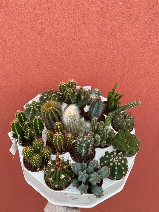 Collectors Cacti Mix (Each)