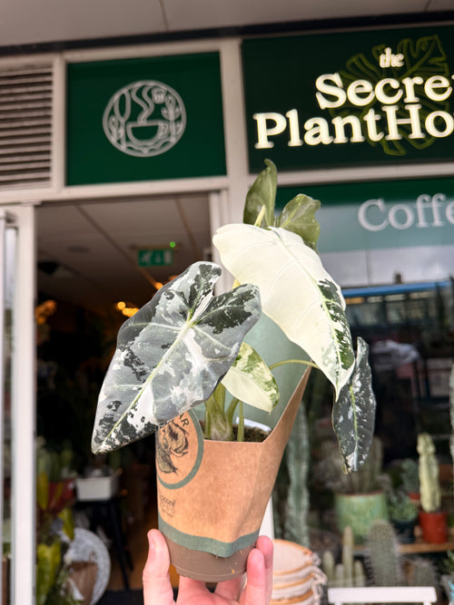 Alocasia Frydek
