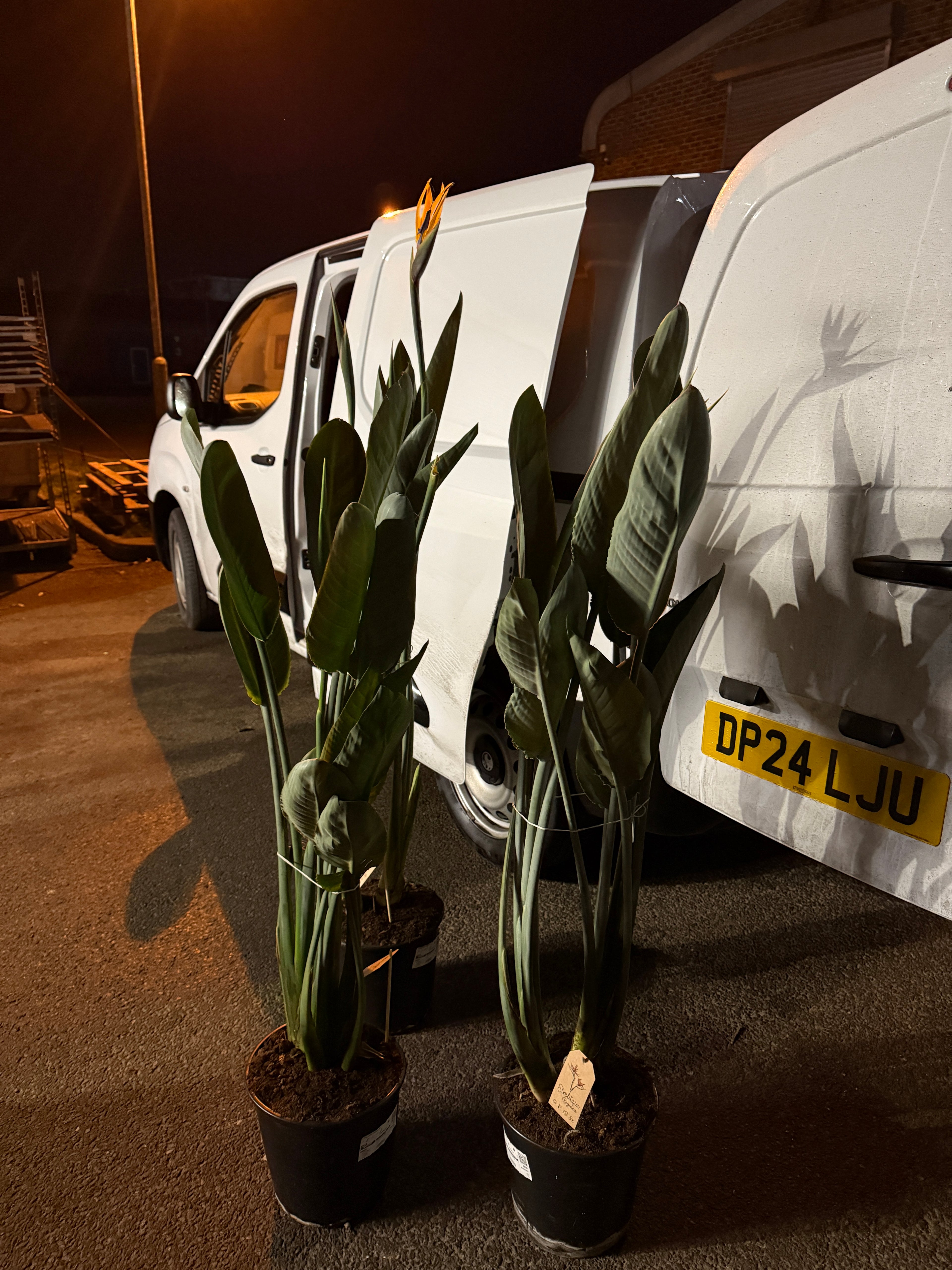 Strelitzia reginae – The Stunning Bird of Paradise 1+ flower