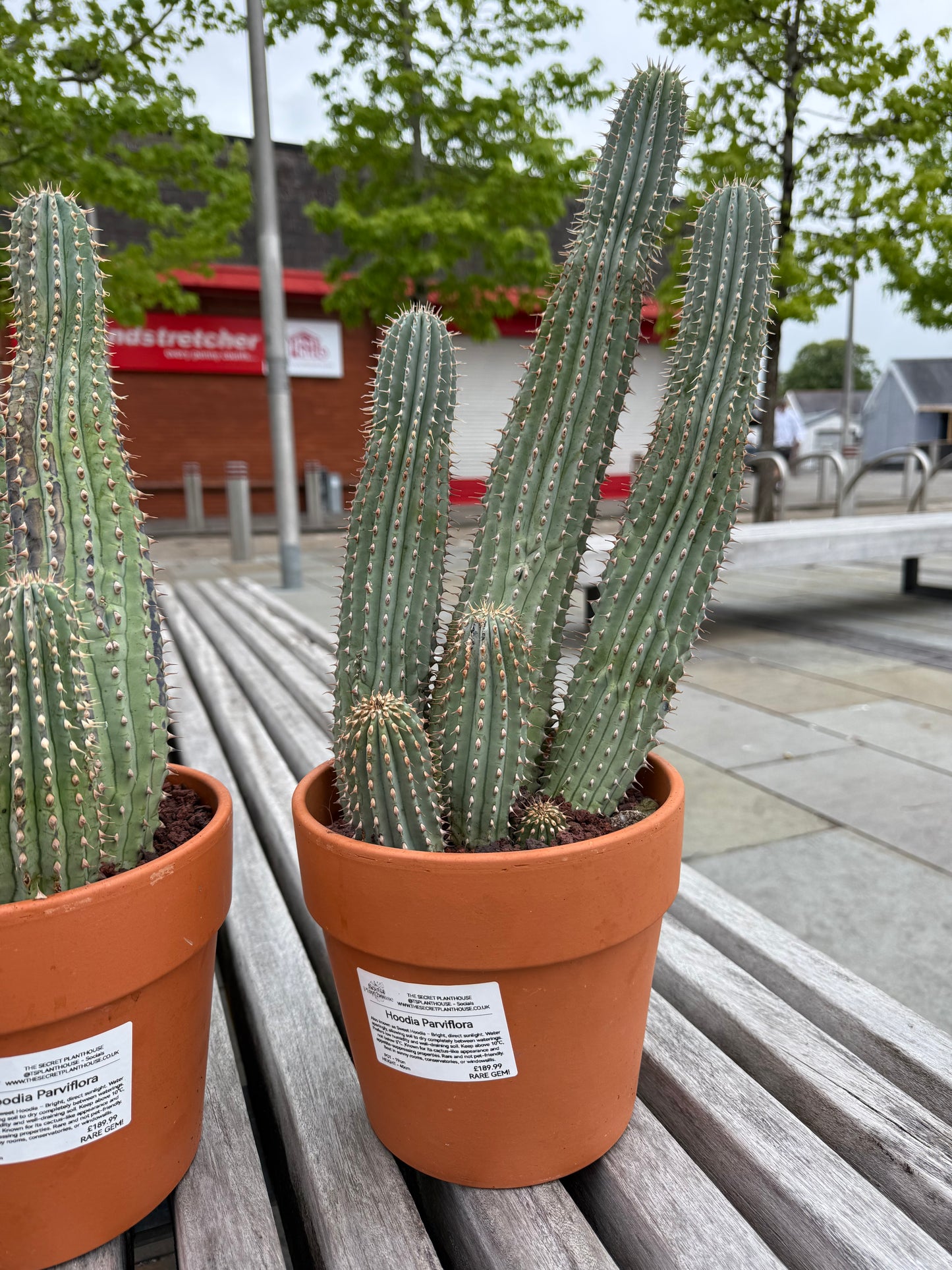 Hoodia parviflora
