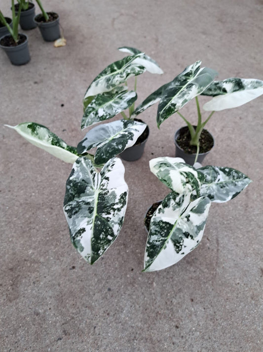 Alocasia Frydek Variegated – A Rare Tropical Gem