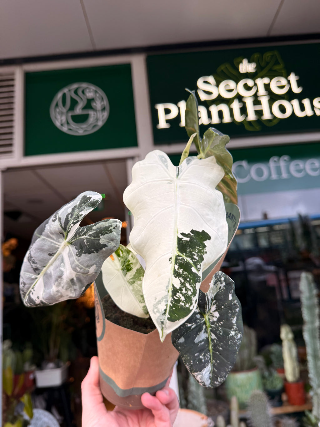Alocasia Frydek
