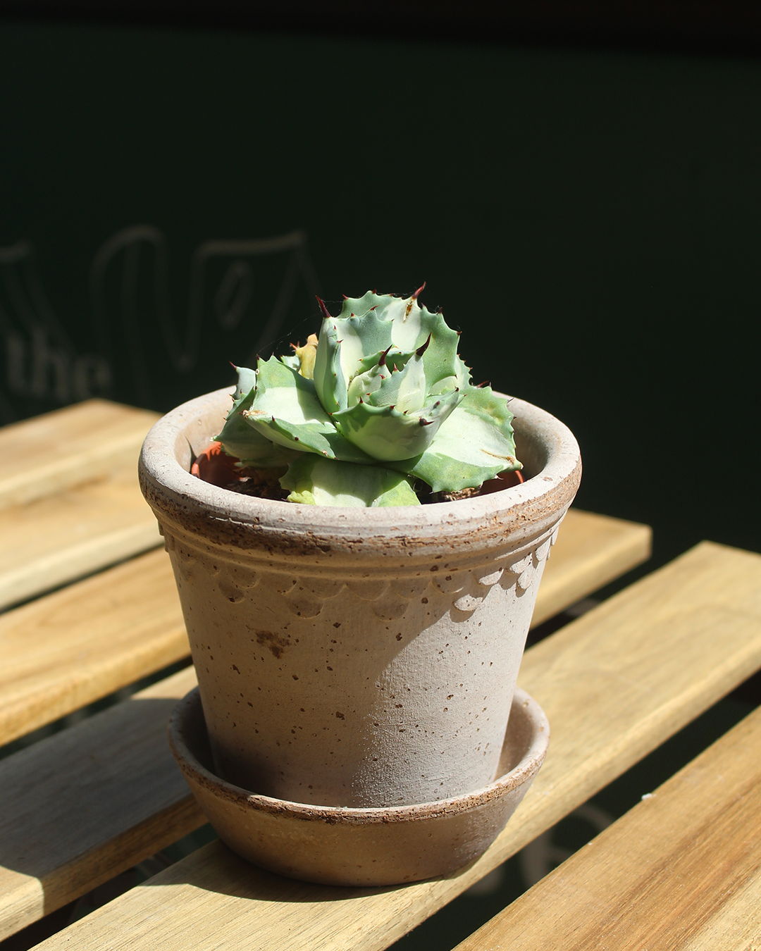 Agave isthmensis ‘Ohi Raijin Shiro Nakafu’