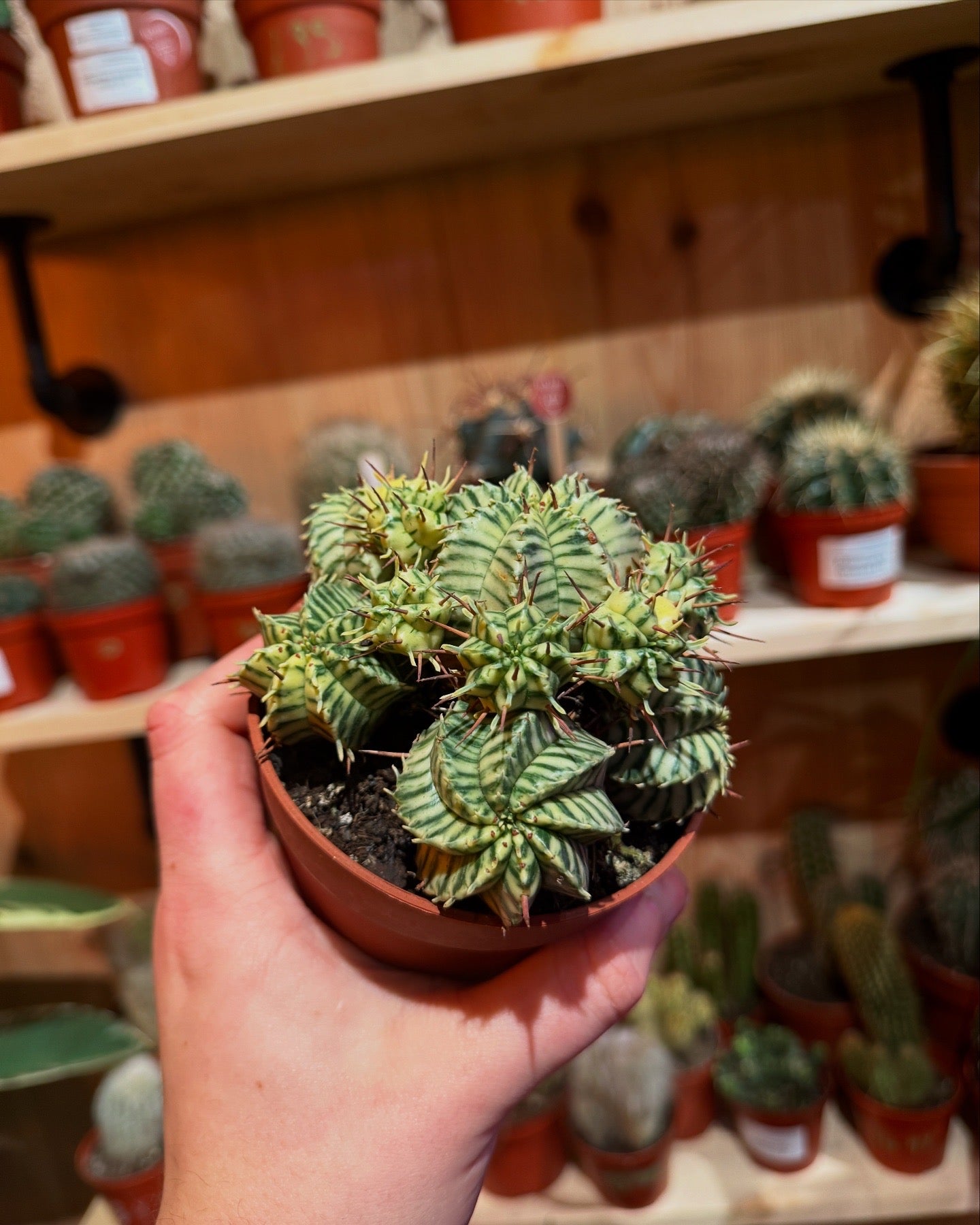 Euphorbia Meloformis Variegata 15cm