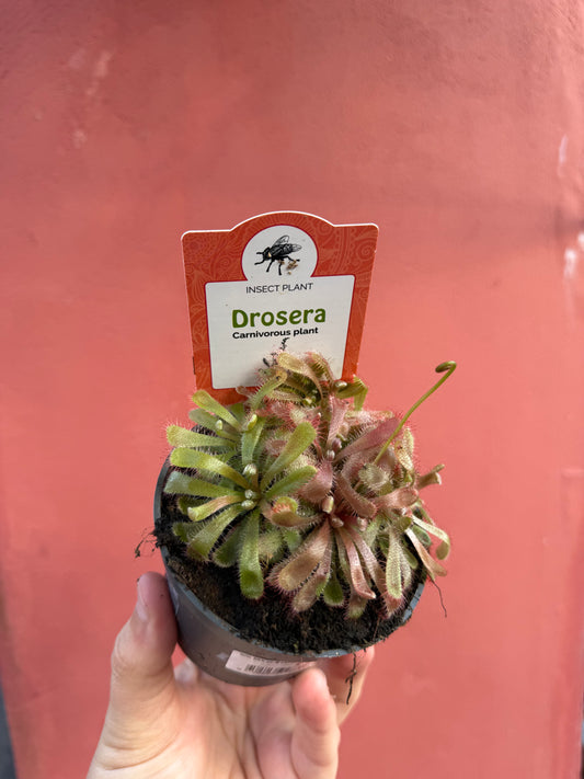 Drosera (Mixed)