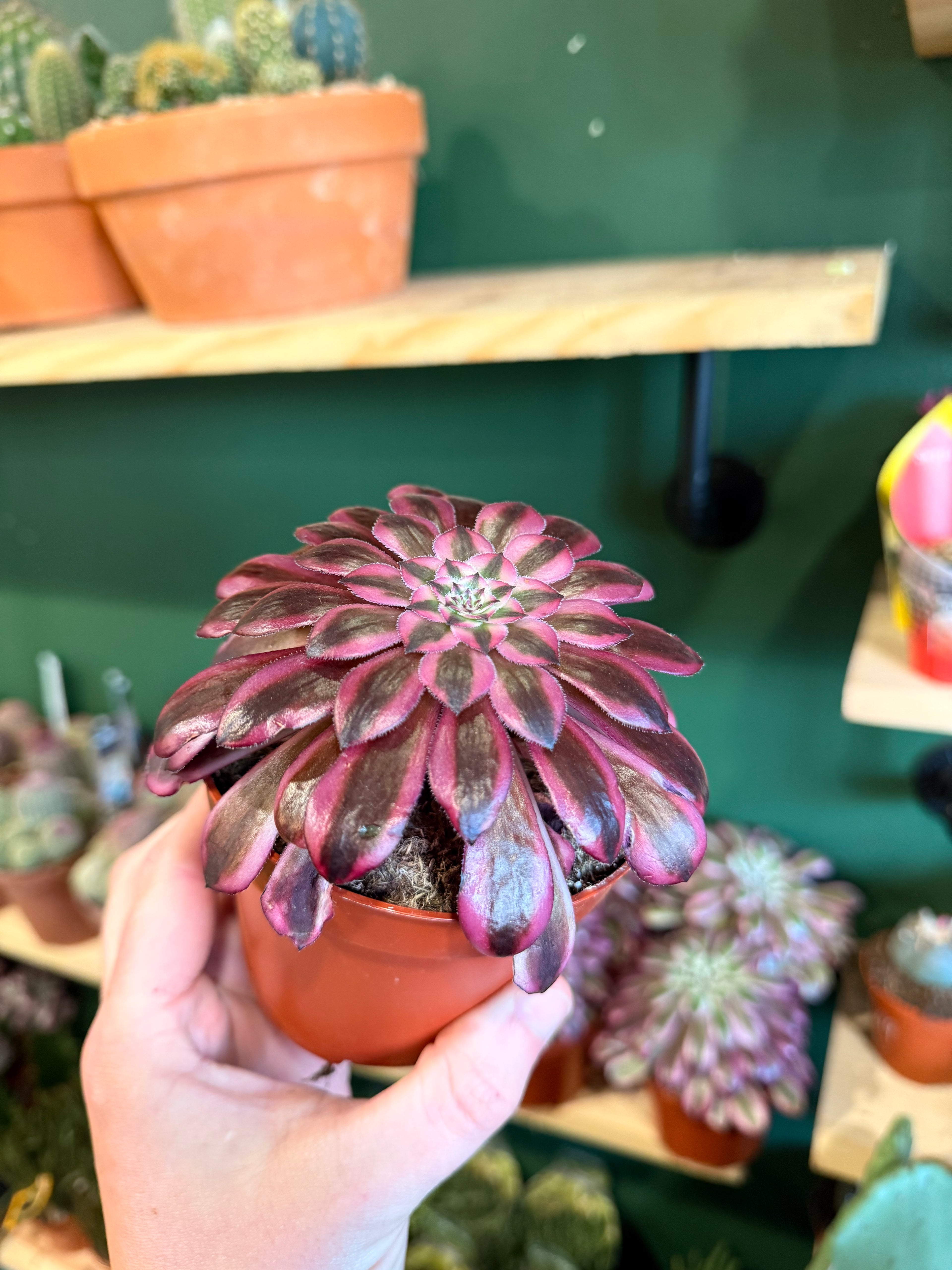 Aeonium Nigrum