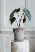 Bergs Potter Elizabeth RAW Grey 12cm Pot