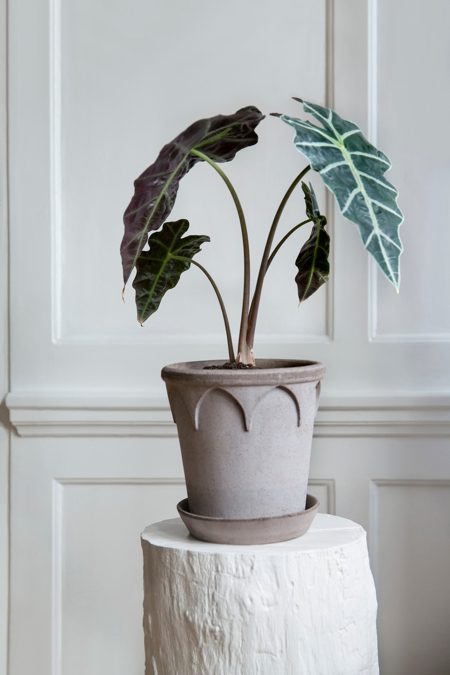 Bergs Potter Elizabeth RAW Grey 12cm Pot