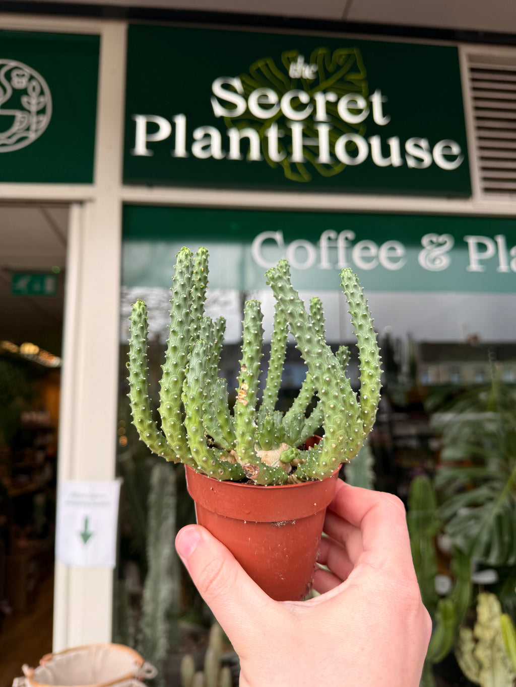 Euphorbia 'Medusa'