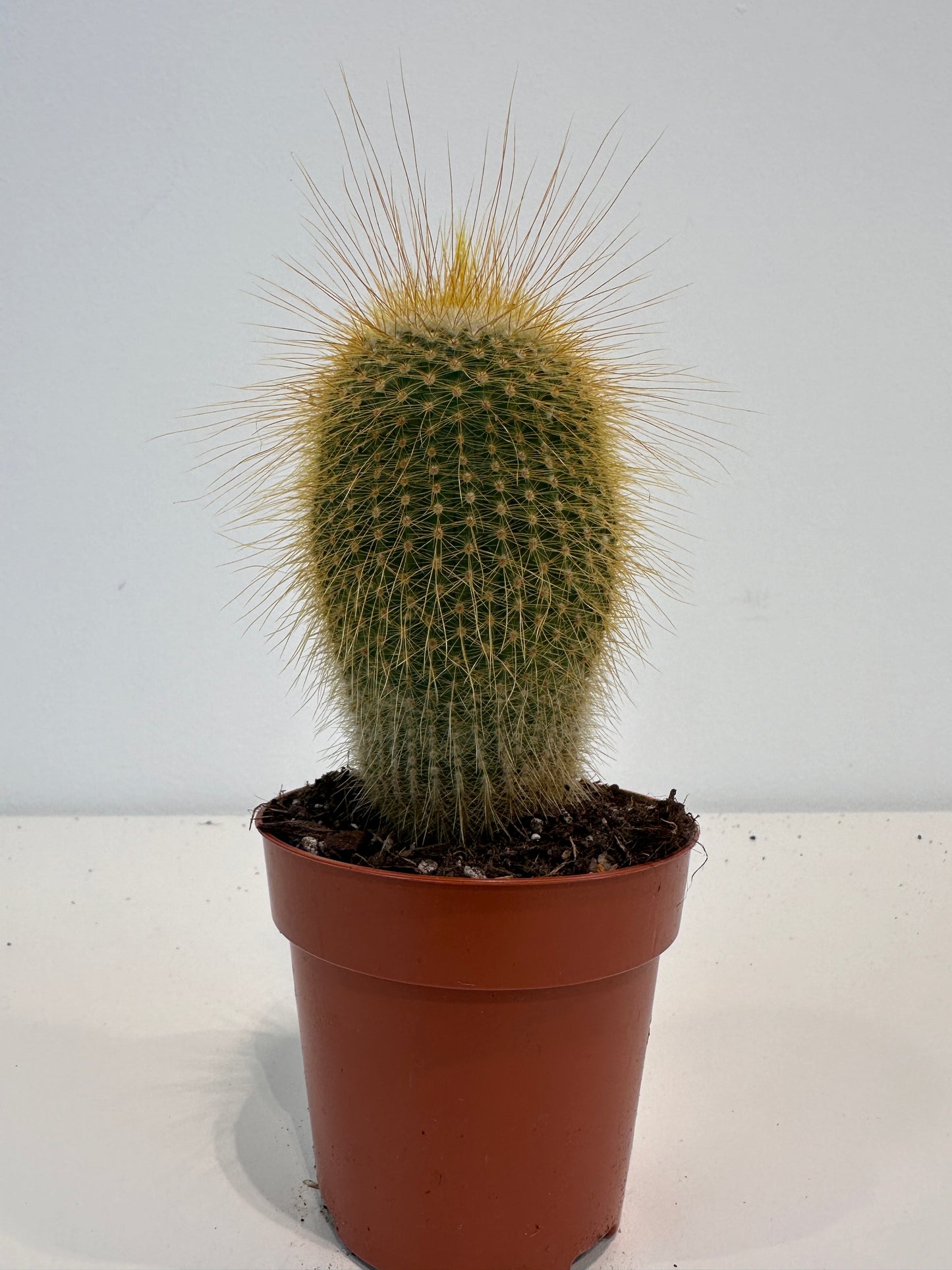 Notocactus Leninghausii