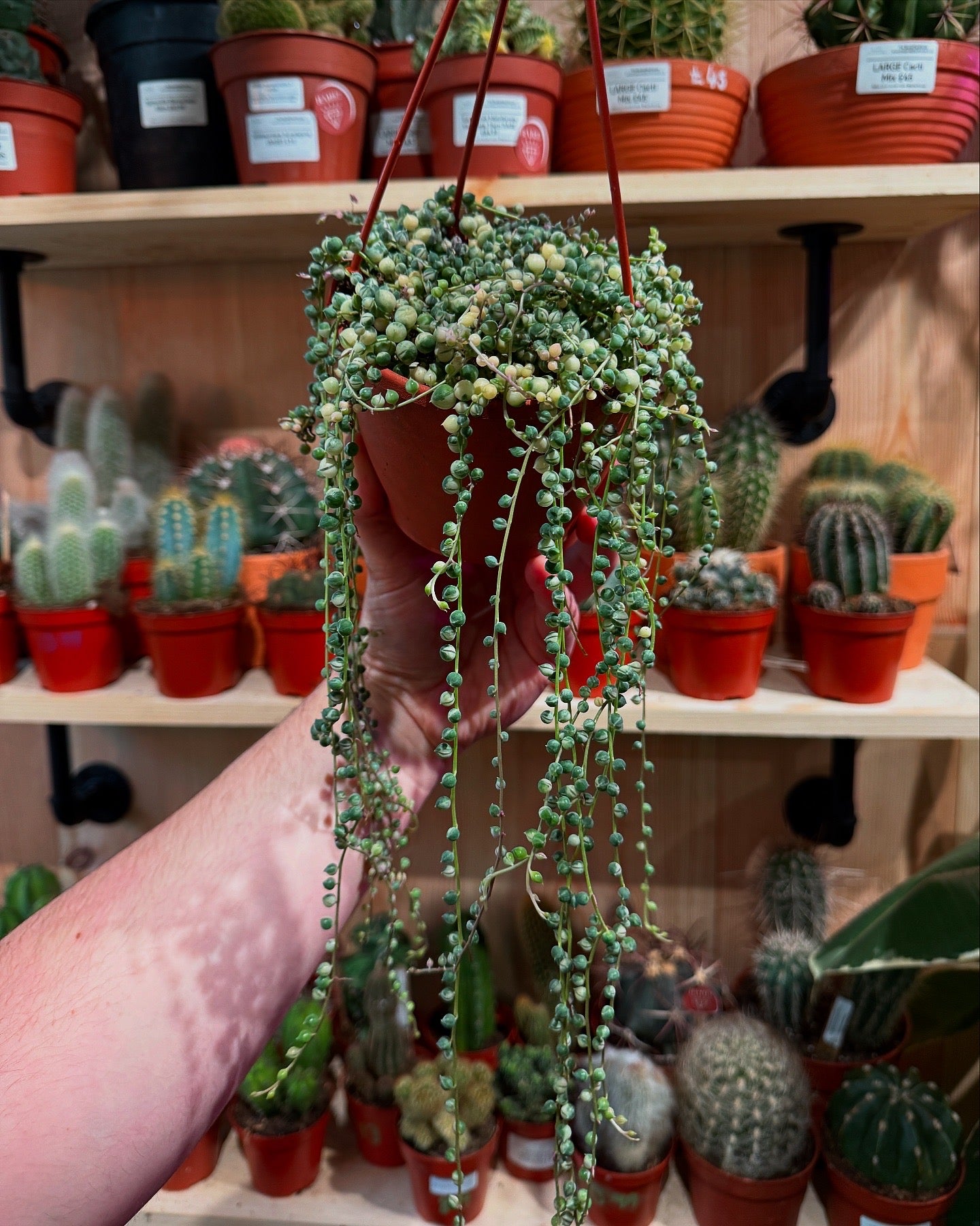 Variegated String of Pearls Senecio Rowleyanus