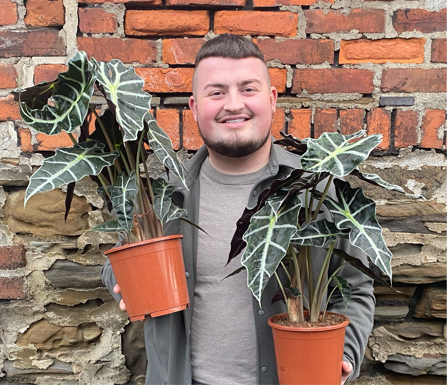 XL Alocasia Amazonica