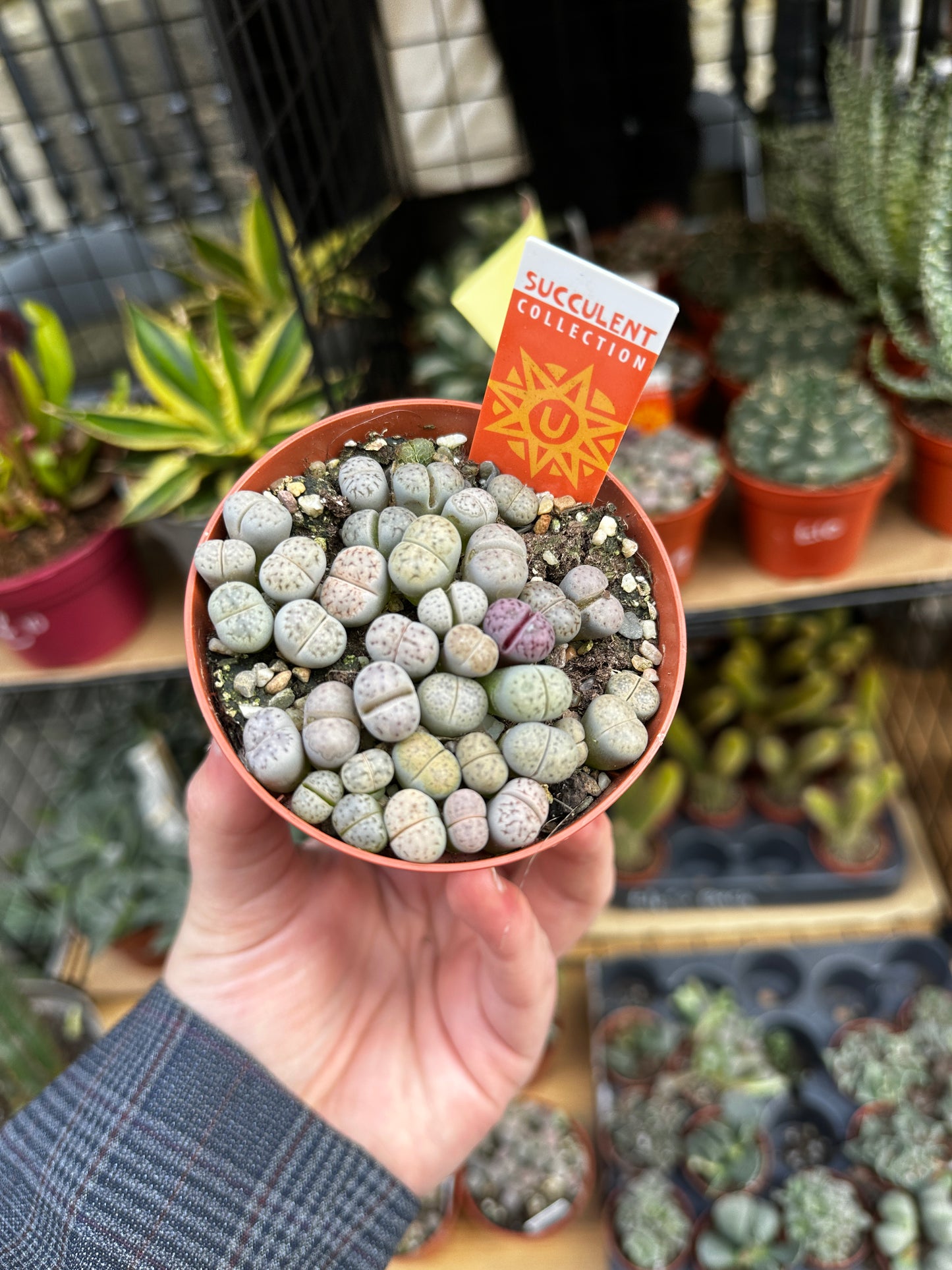 Lithops Leslei