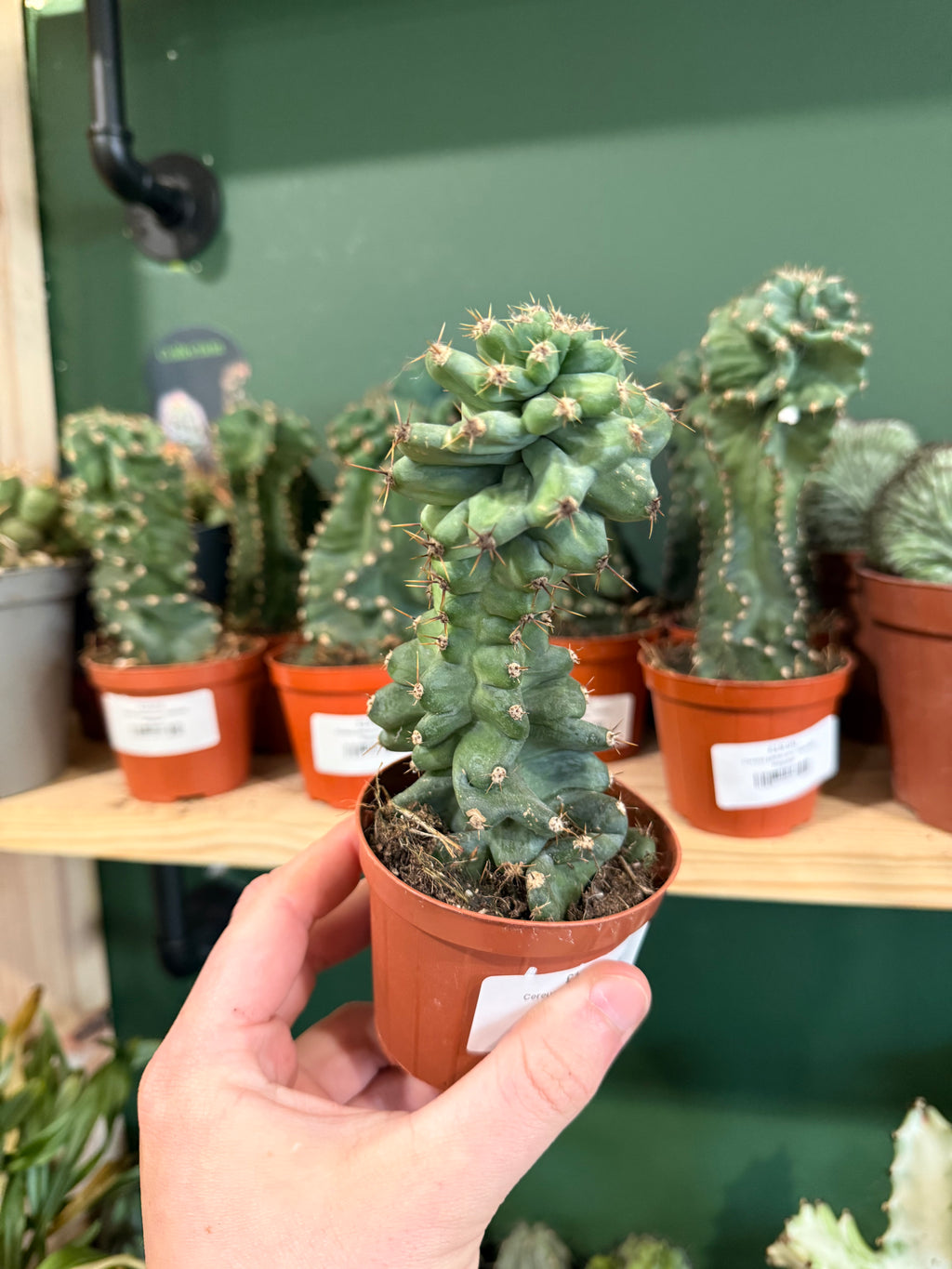 Cereus Jamacaru Spiralis