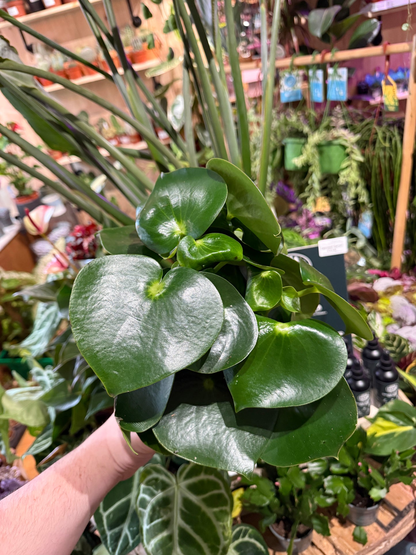 Peperomia polybotrya 'Raindrop' 25cm