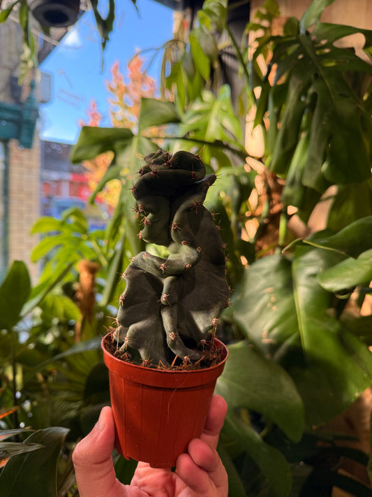 Cereus peruvianus ‘Tortuosus’ – The Twisted Torch Cactus 18cm