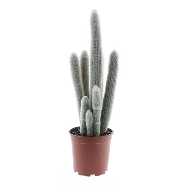 Austrocephalocereus dybowskii XXL
