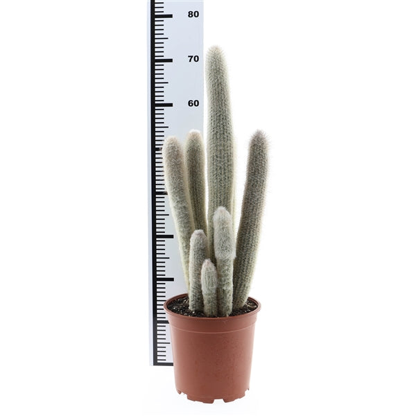 Austrocephalocereus dybowskii XXL