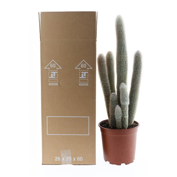 Austrocephalocereus dybowskii XXL
