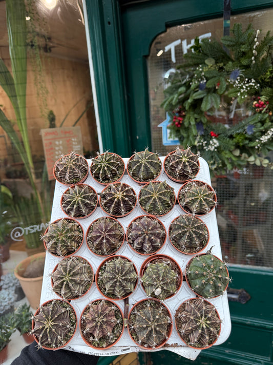 Gymnocalycium Friedrichii 5,5Ø 15cm