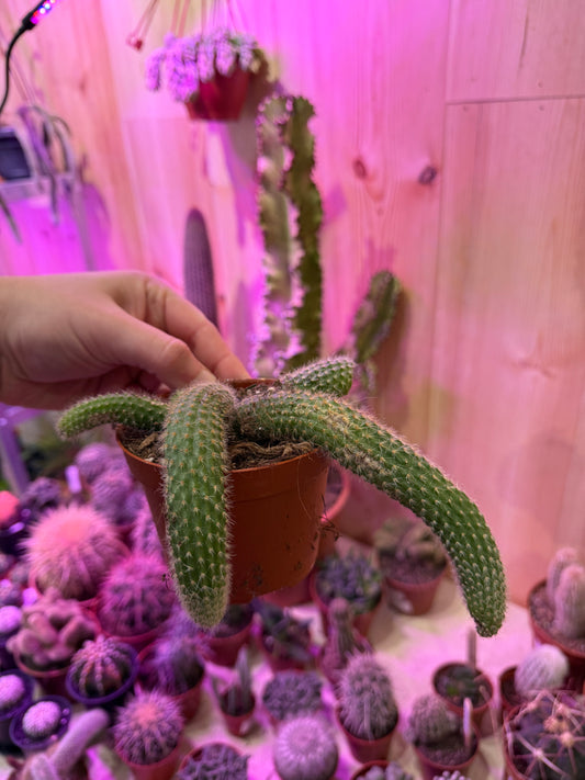 Cleistocactus Colademonis (Cites) 17cm