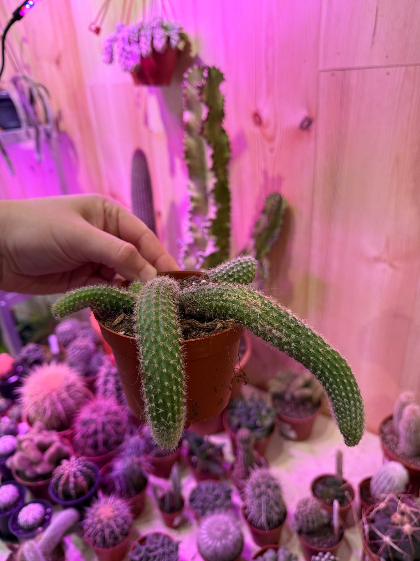 Cleistocactus Colademonis (Cites) 17cm