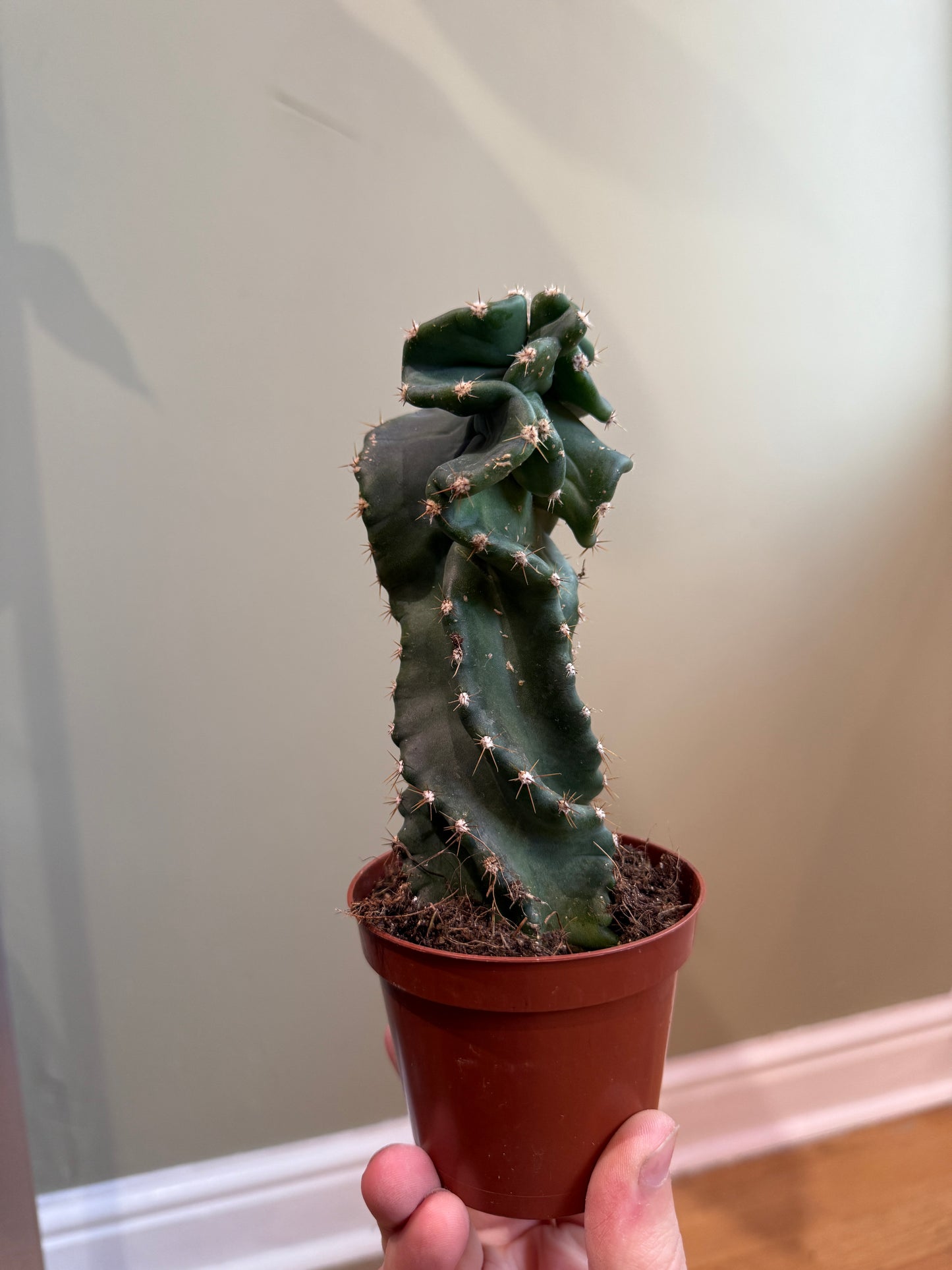 Cereus Jamacaru spiralis (Cites) 17cm