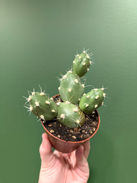 Tephrocactus Rossianus
