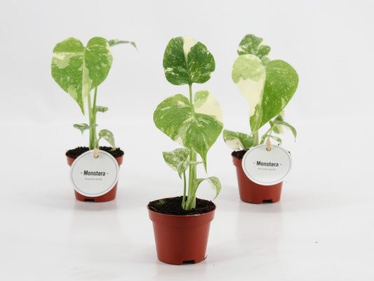 Monstera Thai Constellation 20cm