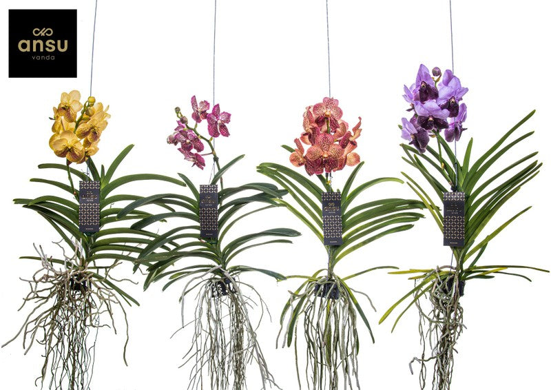 Vanda hybrid: Special mixed