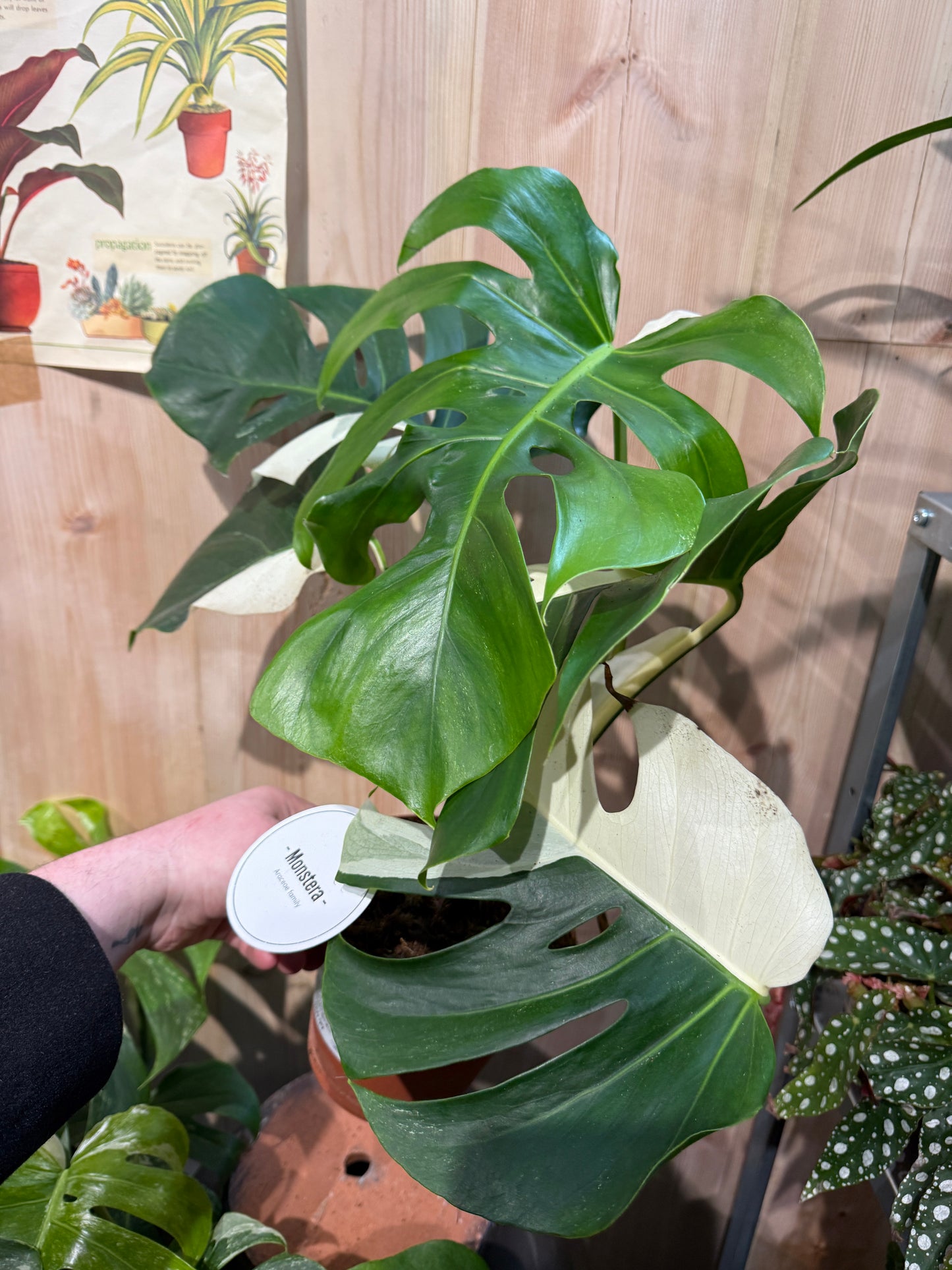Monstera Deliciosa Albo (60cm)