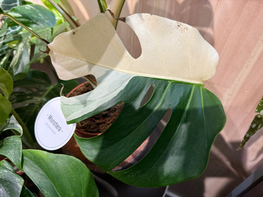 Monstera Deliciosa Albo (60cm)