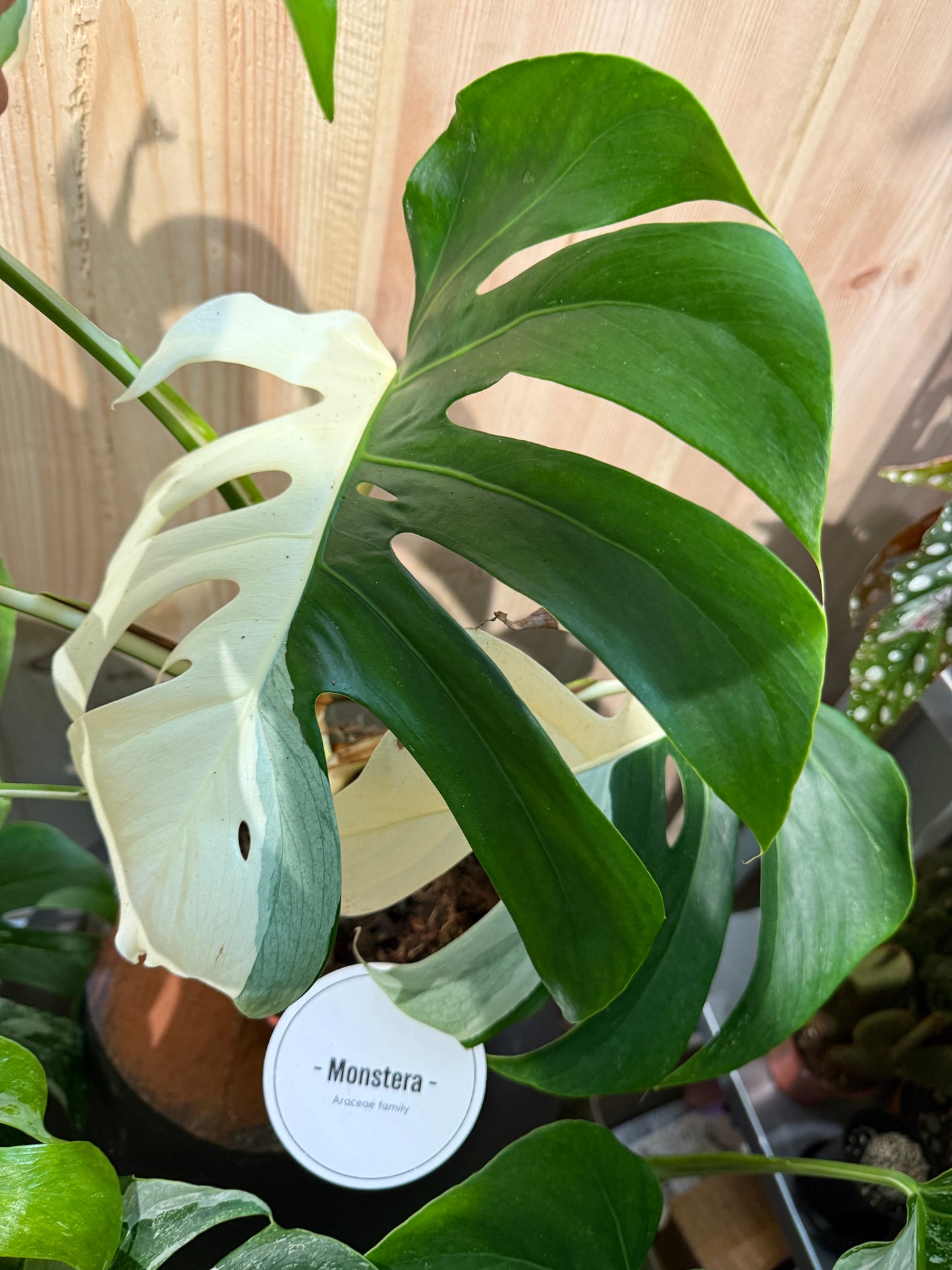 Monstera Deliciosa Albo (60cm)