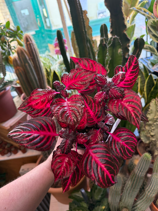 Iresine herbstii ‘Rich Redstar’