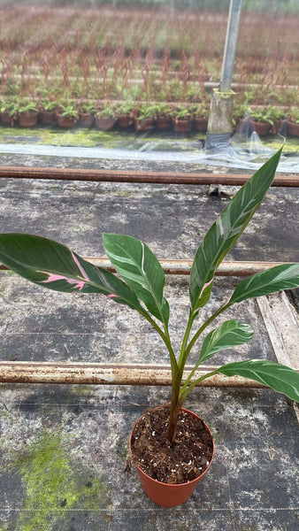 株分け特価 ムサノノバナナ苗 Musa Nono Pink 斑入り 株分け特価 ムサノノバナナ苗 Musa Nono Pink 斑入り