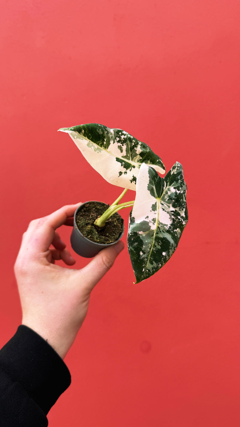 Alocasia Frydek Variegated – A Rare Tropical Gem