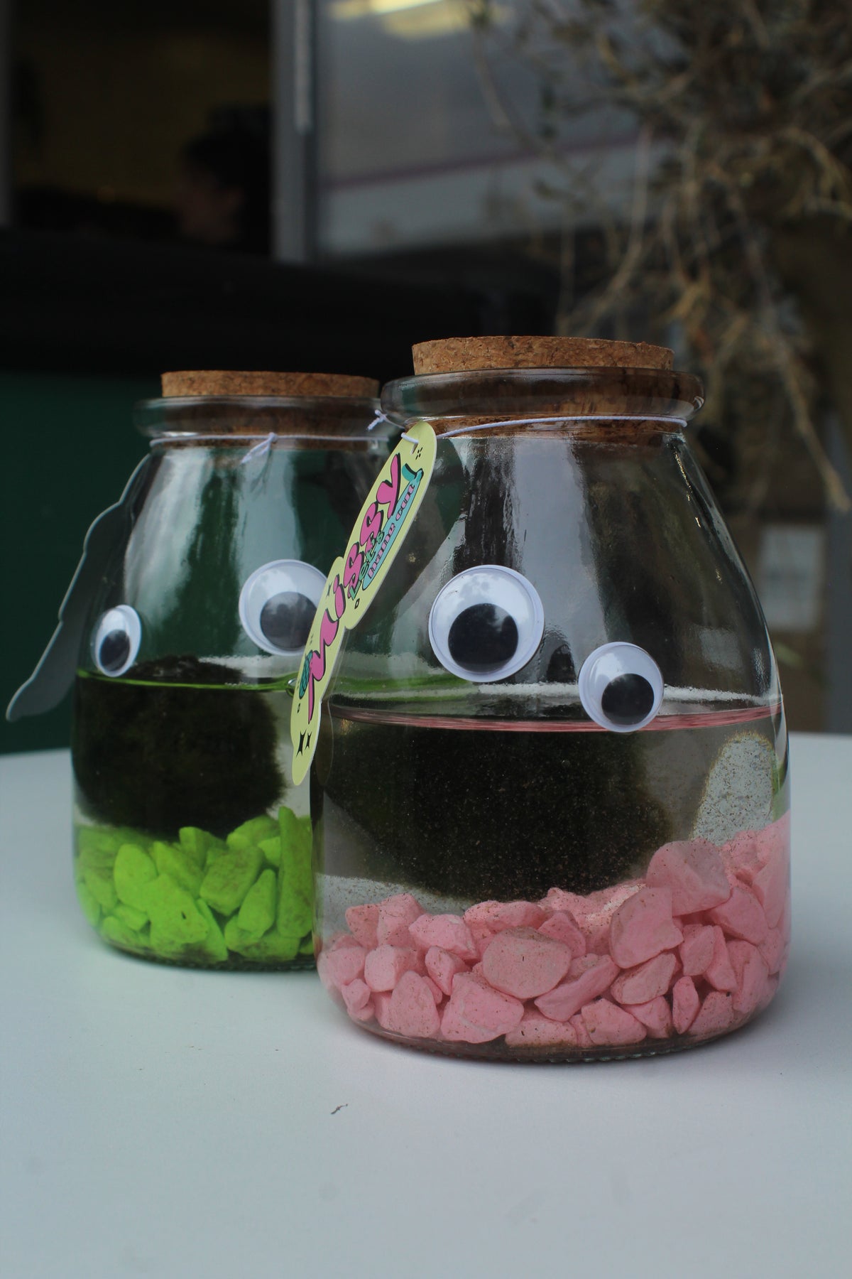 Marimo arrangement (90947)