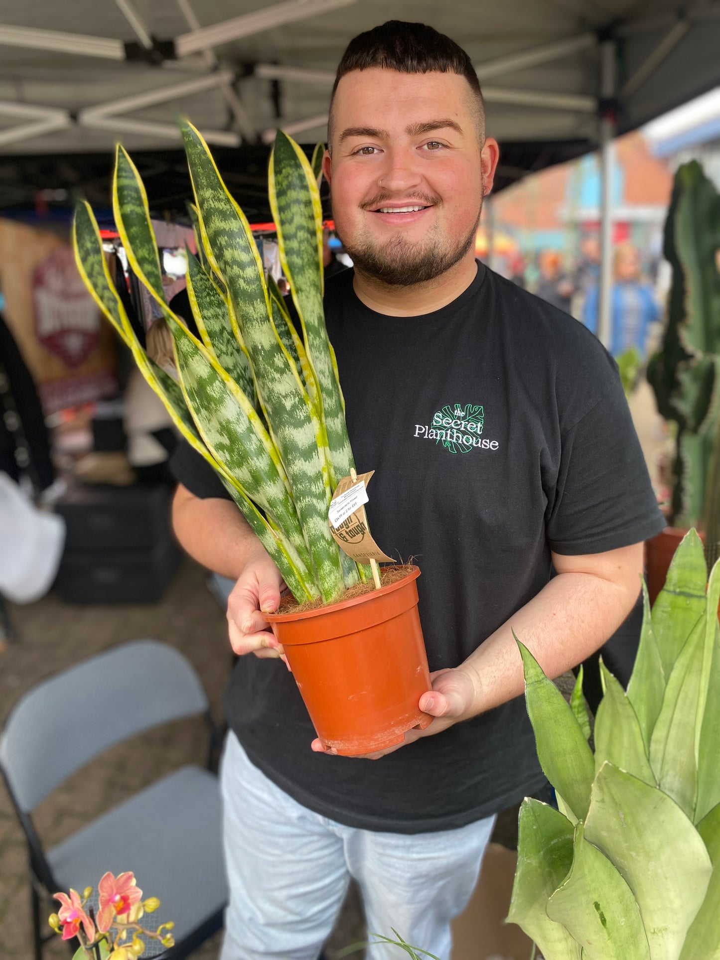 Sansevieria Mix - 17Ø, 70cm