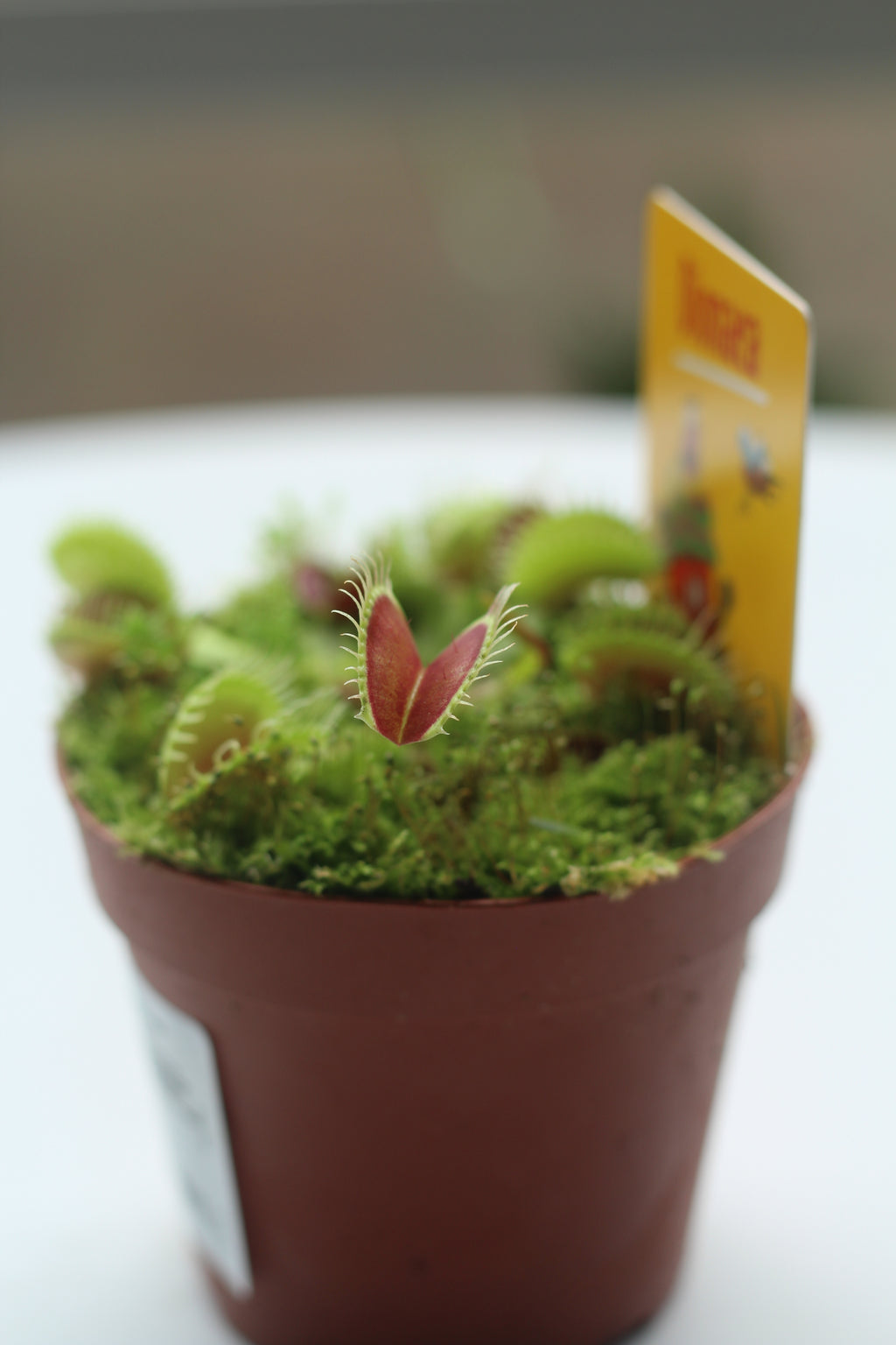 Dionaea muscipula (Venus Fly Traps)