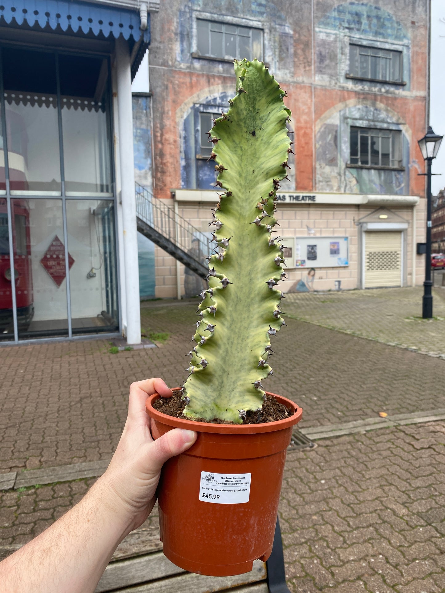 Euphorbia Inges Marmorata 50cm